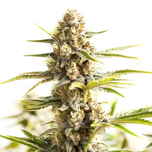 Sour Diesel Kush Regular – Blimburn Seeds