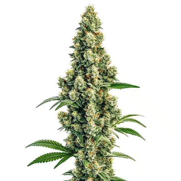 Sour Diesel Regular – Blimburn Seeds