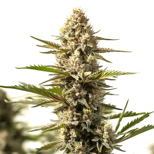 Sour Diesel x OG Kush – Blimburn Seeds