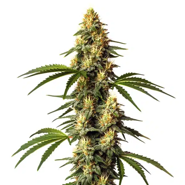 Sour Kush – Blimburn Seeds