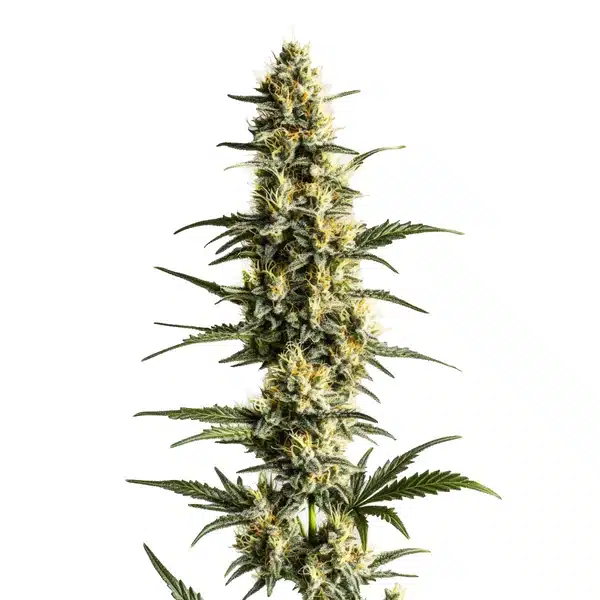 Sour Lemon – Blimburn Seeds