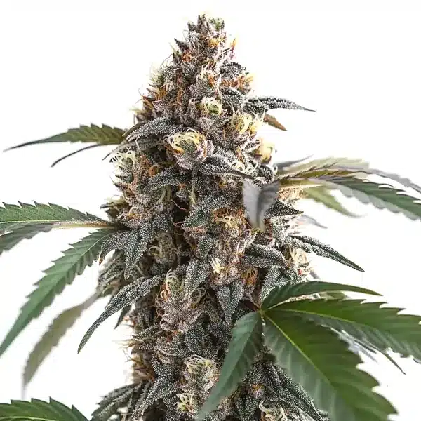 Sour Mac F1 – Blimburn Seeds