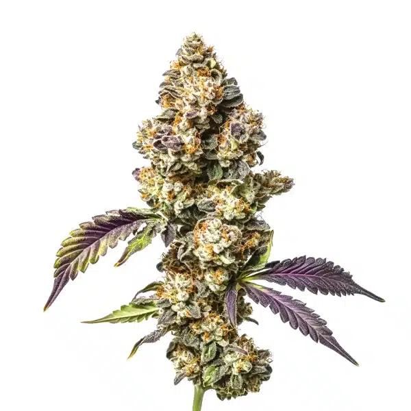 Sour Mac – Blimburn Seeds