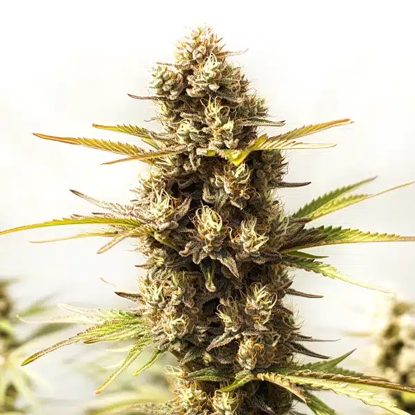 Sour Skies – Blimburn Seeds