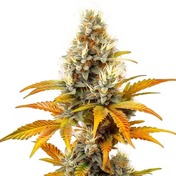 Sour Tangie – Blimburn Seeds