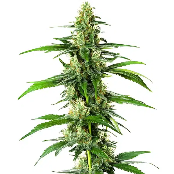 South African – Blimburn Seeds