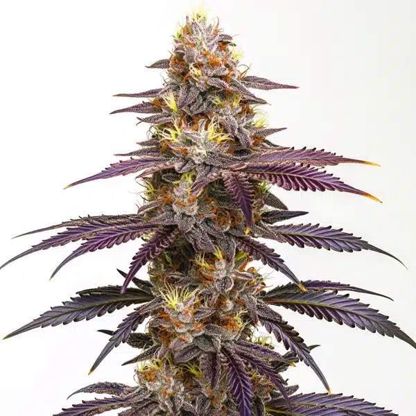 Spritzer Cannabis Extraction – Blimburn Seeds