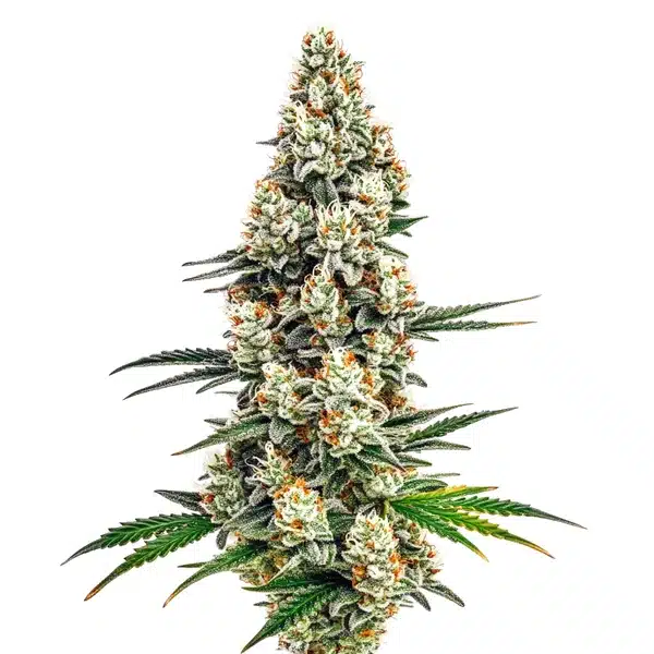 Stardawg – Blimburn Seeds