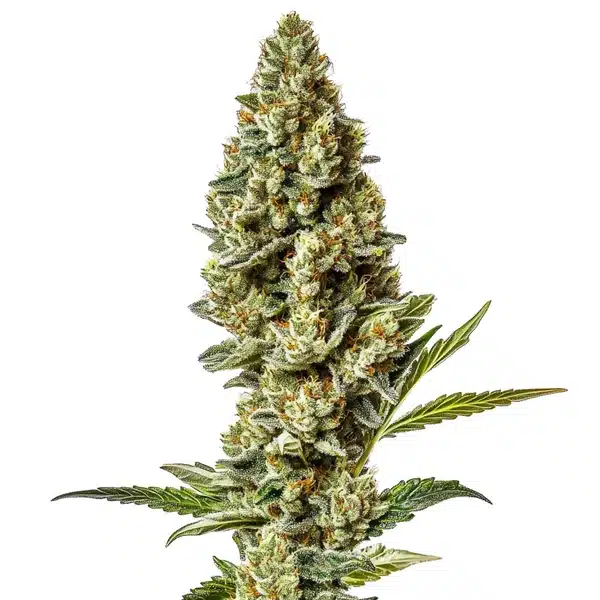Stardawg Regular – Blimburn Seeds