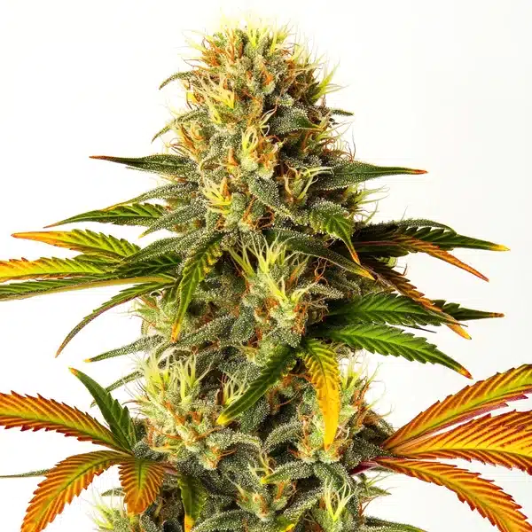 Steve’s Hellfire OG – Blimburn Seeds