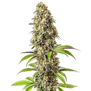 Strawberry – Blimburn Seeds