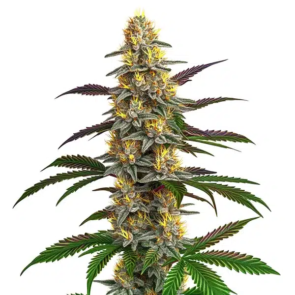 Strawberry Banana – Blimburn Seeds