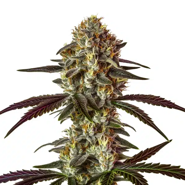 Strawberry Gary – Blimburn Seeds