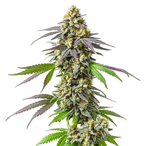 Strawberry Haze – Blimburn Seeds