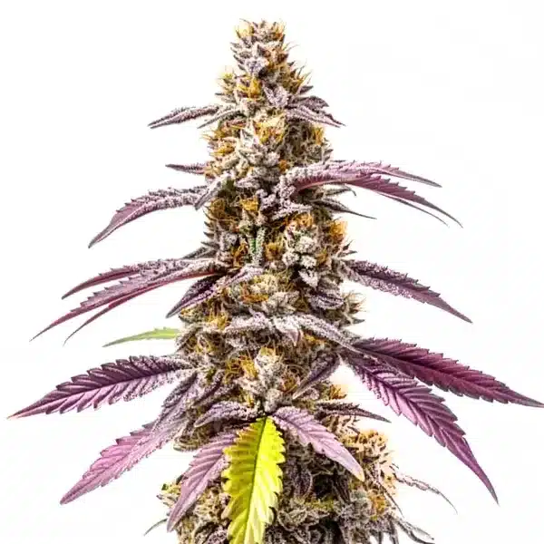 Strawberry Haze Autoflower F1 – Blimburn Seeds