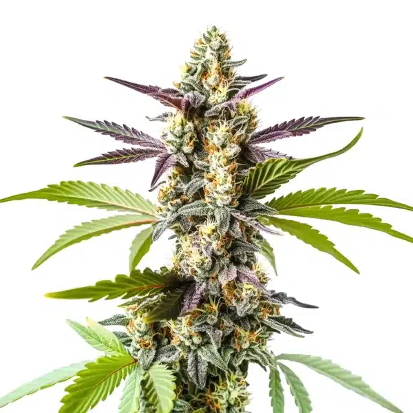 Strawberry Kush – Blimburn Seeds