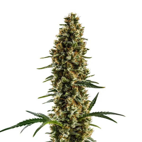 Sugar Haze Regular – Blimburn Seeds