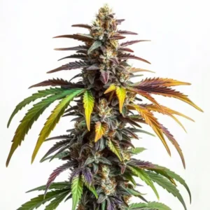 Sundae Driver – Blimburn Seeds