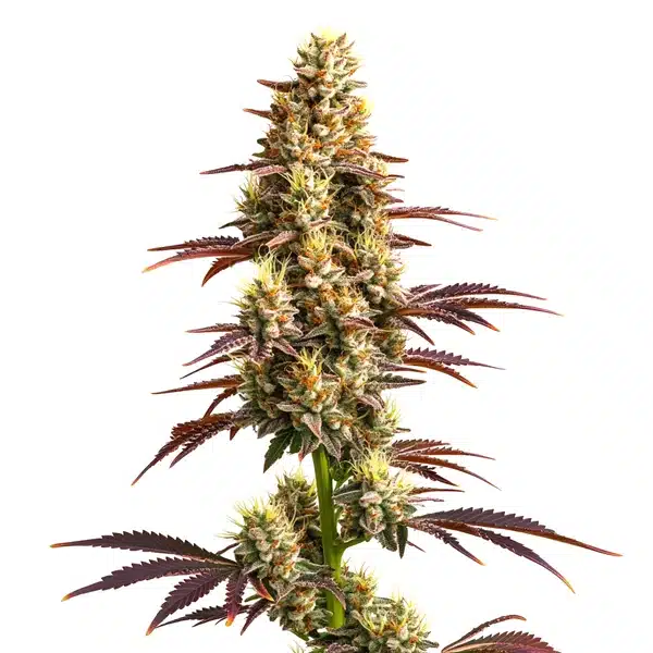 Super Boof Auto – Blimburn Seeds