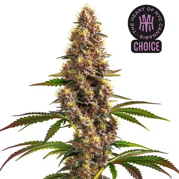 Super Boof HMC Edition – Blimburn Seeds