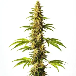 Super Critical – Blimburn Seeds