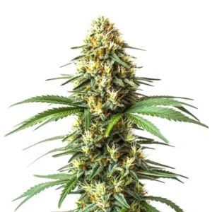 Super Critical Bilbo Fast Version – Blimburn Seeds