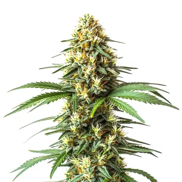 Super Critical Bilbo Fast Version – Blimburn Seeds