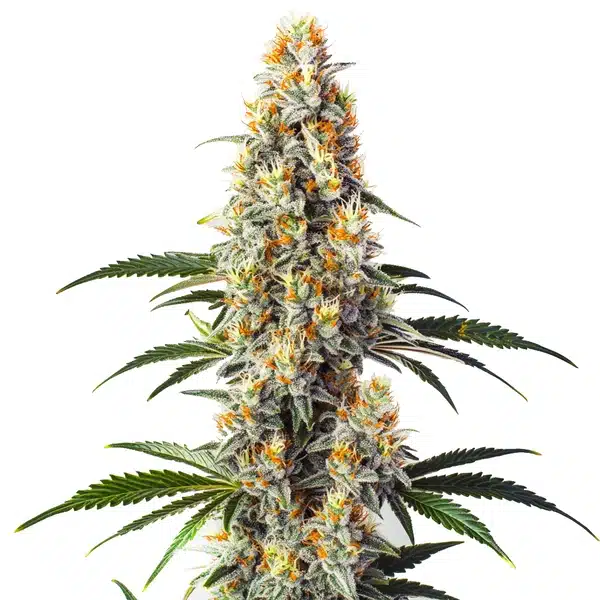 Super Glue – Blimburn Seeds