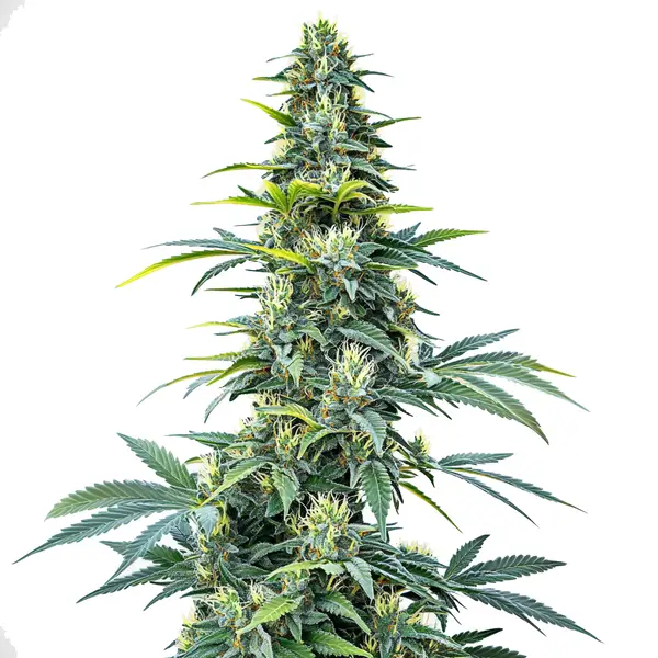 Super Silver Haze Auto – Blimburn Seeds