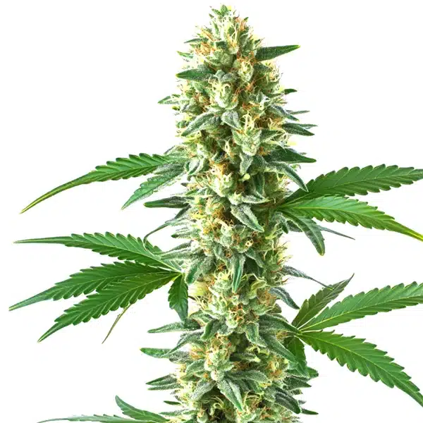 Sweet Kush – Blimburn Seeds