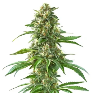 Sweet Tooth – Blimburn Seeds