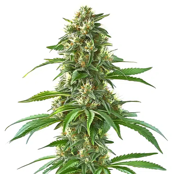 Sweet Tooth – Blimburn Seeds
