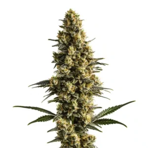 Sweet Tooth Auto – Blimburn Seeds