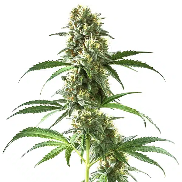 Sweet Tooth Regular – Blimburn Seeds