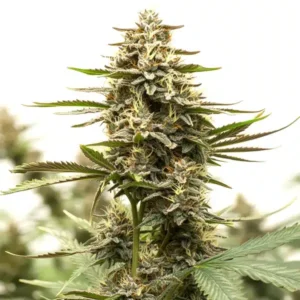 Sweet Tooth x GG – Blimburn Seeds