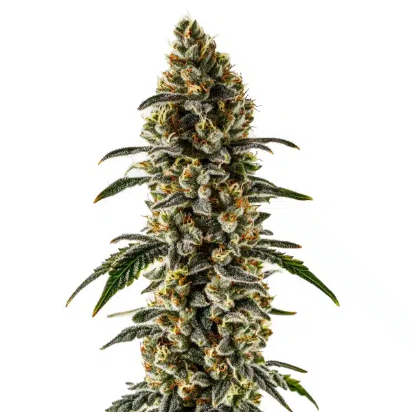Sweet Zombie – Blimburn Seeds