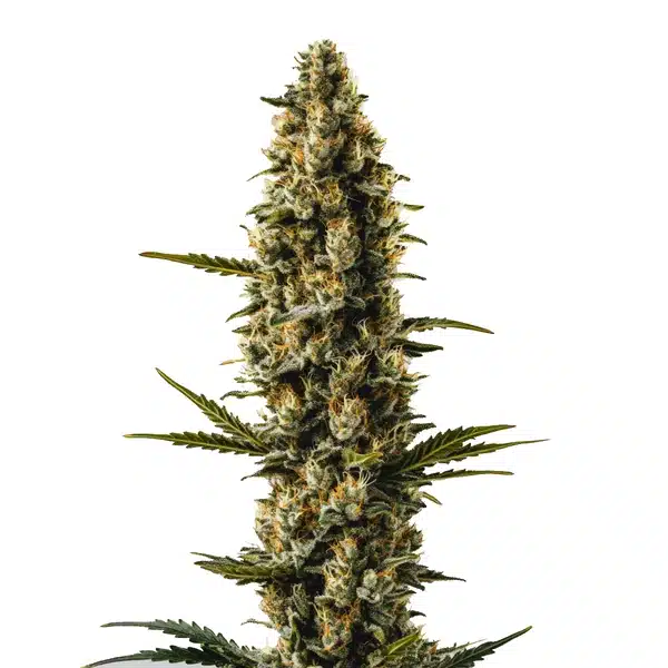 Sweety Auto – Blimburn Seeds