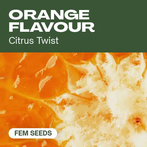 Orange Flavour – Blimburn Seeds