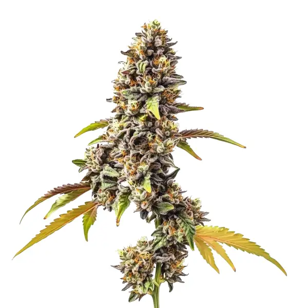 Tahoe OG Auto – Blimburn Seeds