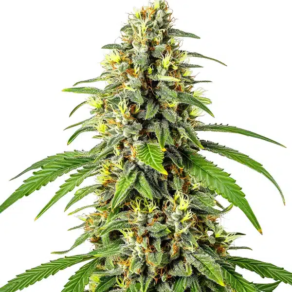 Tahoe OG Kush – Blimburn Seeds