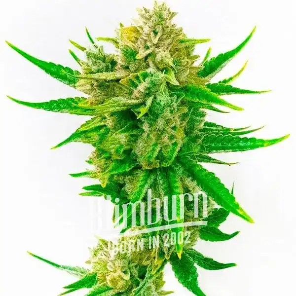 Winners Collection – Blimburn Seeds