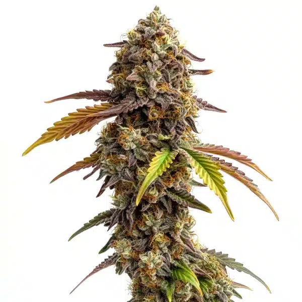 Tangie Purple Punch – Blimburn Seeds