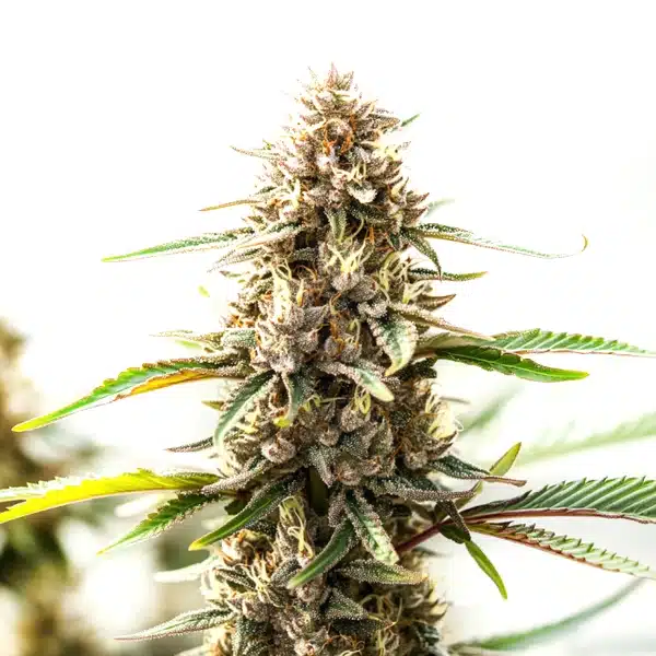 Tangie x Chocolope – Blimburn Seeds