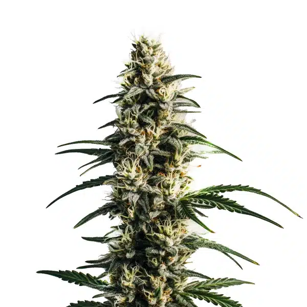 Thai Fantasy – Blimburn Seeds