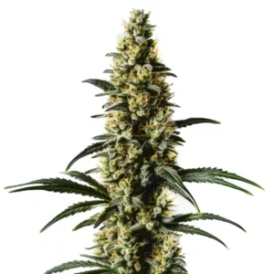 Top 44 – Blimburn Seeds