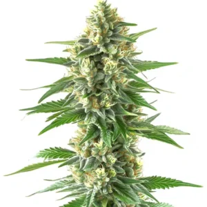 Triangle Kush – Blimburn Seeds