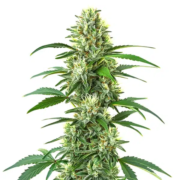 Triangle Kush Regular – Blimburn Seeds