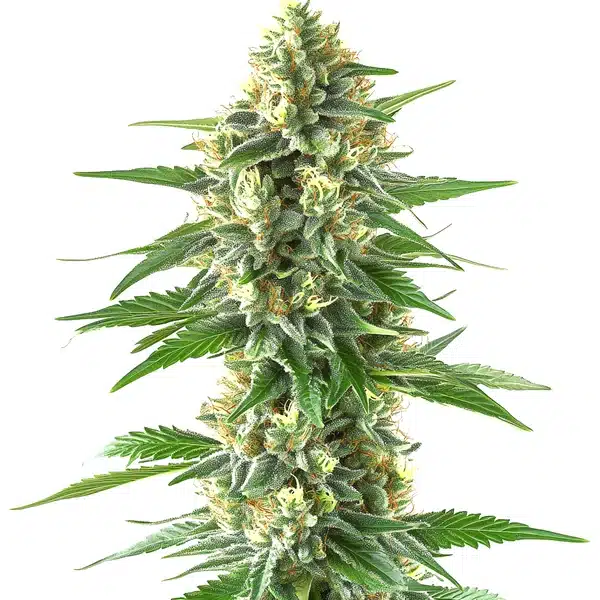 Triangle Kush – Blimburn Seeds