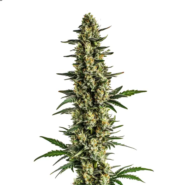 Triple XL Auto – Blimburn Seeds
