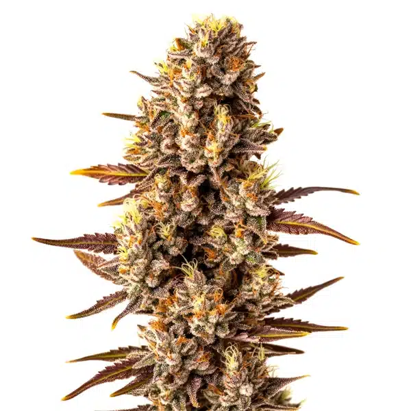 Tropicana Cookies Fast Version – Blimburn Seeds
